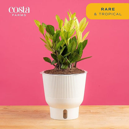 Costa Farms ZZ Chameleon Plant, Easy to Grow Live Indoor Houseplant in Garden Plant Pot, Home and Office Room Decor, Trending Tropicals Collection, 10-Inches Tall