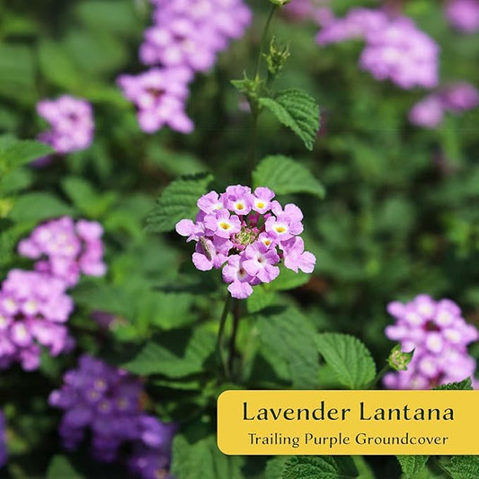 6 Lavender Lantana in 2.5” Nursery Cubes (Lantana montevidensis) | Evergreen Shrub for Hanging Baskets, Containers & Sunny Landscapes | Ready-to-Plant Live Starter Plants