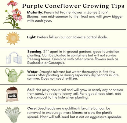 Clovers Garden Purple Coneflower (Echinacea Purpurea) Plants – Two (2) Live Plants – Non-GMO - Not Seeds - Each 4" to 8" Tall – in 4" Inch Pots – Hardy Flowering Perennial, Pollinator Favorite