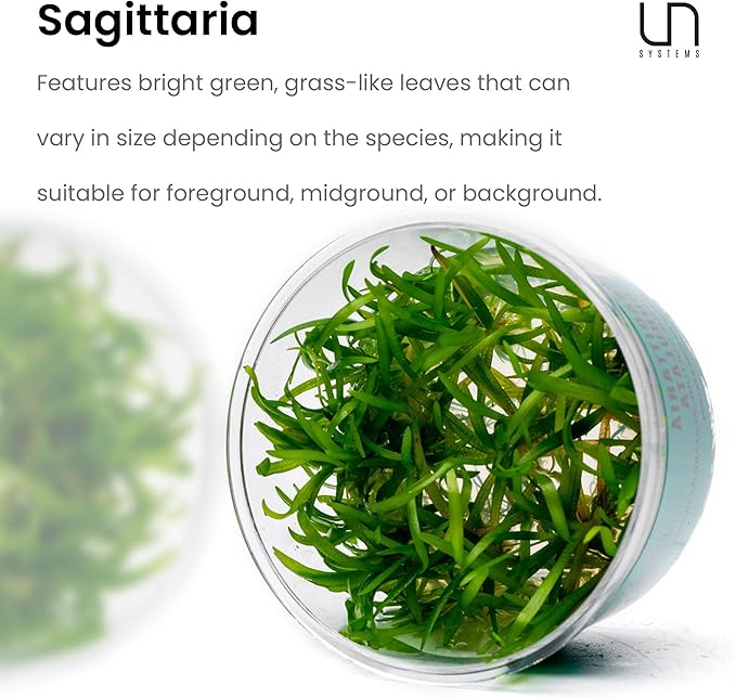 Ultum Nature Systems Sagittaria Subulata Tissue Culture Live Plant for Aquarium, Aquascape, Freshwater Fish Tanks - 100% Snail Free in Vitro