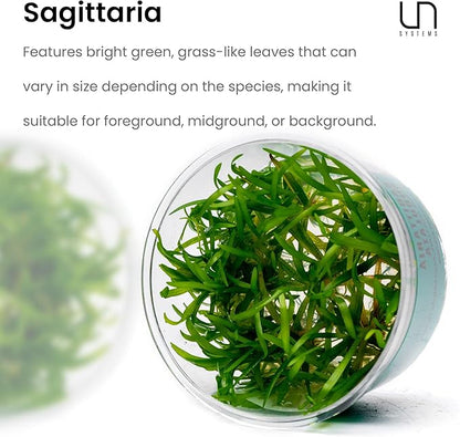 Ultum Nature Systems Sagittaria Subulata Tissue Culture Live Plant for Aquarium, Aquascape, Freshwater Fish Tanks - 100% Snail Free in Vitro