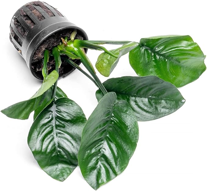 SubstrateSource Anubias Live Aquarium Plants - Potted Freshwater Plant for Fish Tanks, Terrariums - Beginner Friendly Low Light (Barteri Butterfly, 3 Pots)