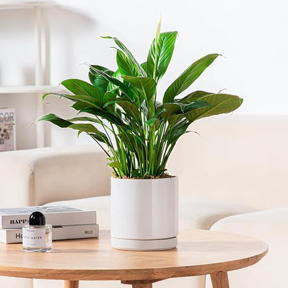 vancasso Ceramic Plant Pots, 3 Piece Planters for Indoor Plants, 4.25+5.25+6.25 Inch Flower Pots with Drainage, Plant Pots Indoor for Succulent, Pothos, Snake Plant and Money Tree, Etc (White)