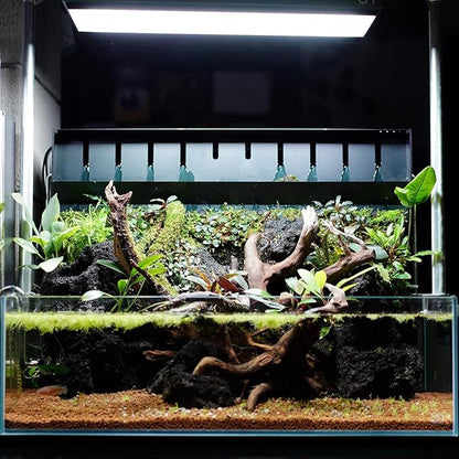 SubstrateSource Anubias Live Aquarium Plants - Potted Freshwater Plant for Fish Tanks, Terrariums - Beginner Friendly Low Light (Congensis, 3 Pots)