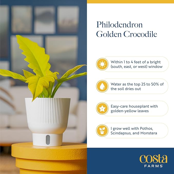 Costa Farms Philodendron Golden Crocodile, Rare Unique Live Indoor Plant in 6-Inch Self-Watering Houseplant Pot, Potting Soil, Trending Tropicals Collection, Room and Home Decor