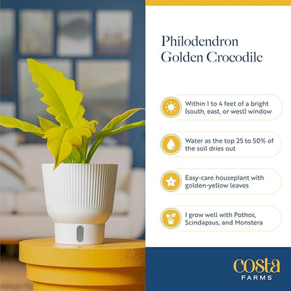 Costa Farms Philodendron Golden Crocodile, Rare Unique Live Indoor Plant in 6-Inch Self-Watering Houseplant Pot, Potting Soil, Trending Tropicals Collection, Room and Home Decor