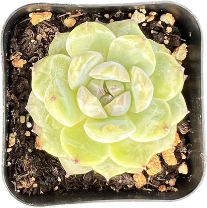 Sprout N Green Echeveria 'ICY Laui' Sugar Heart, Rare Live Succulent Plant Fully Rooted in 2" Planter with Soil, Home Office Indoor Outdoor Wedding Decoration DIY Projects Party Favor