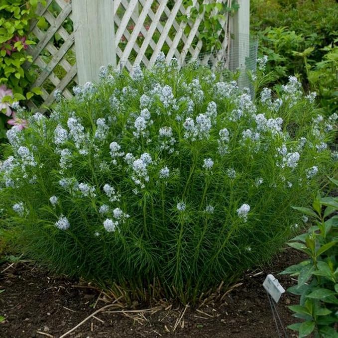 Perennial Farm Amsonia Hubrichtii – LLive Threadleaf Bluestar Perennial Plant, Size #1 Container, Soft Powder Blue Flowers with Fine Textured Foliage – Drought Tolerant, Fall Color Interest