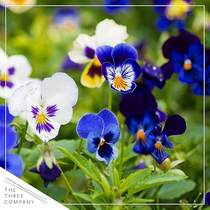 Live Healthy Flowering Pansies - Assorted Colors (4 Plants Per Pack), Beautiful Fall Color, 6" Tall by 4" Wide in 1 Pt Pot