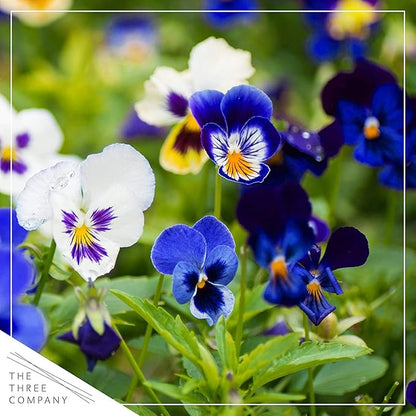 Live Healthy Flowering Pansies - Assorted Colors (4 Plants Per Pack), Beautiful Fall Color, 6" Tall by 4" Wide in 1 Pt Pot