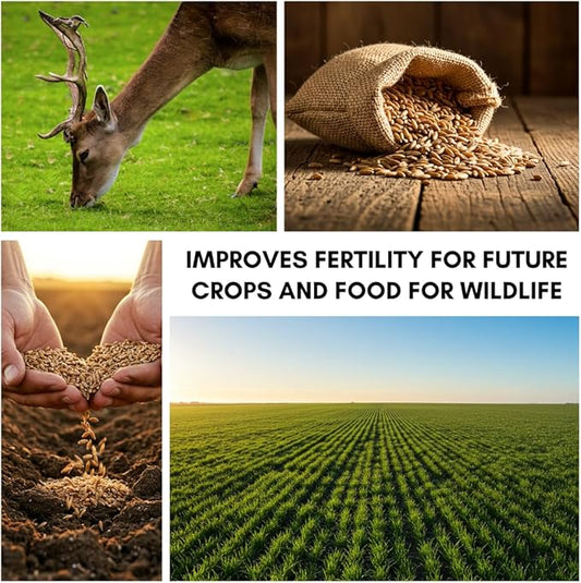 Nature’s Feast Rye Seeds – 1 lb Non-GMO Forage & Cover Crop for Healthy Soil and Wildlife - Open-Pollinated, Healthy, Non-GMO
