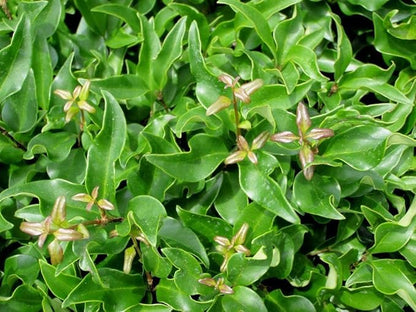 Curled Leaf Privet | 5 Live Quart Size Plants | Ligustrum Japonicum Recurvifolium, Evergreen Flowering Privacy Hedge, Ornamental Shrub for Lush Landscapes