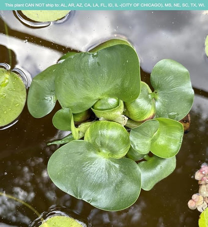 Water Hyacinth - Eichhornia crassipes - Live Plants for Pond, Floating Aquatic Garden Plants - 1 Plant