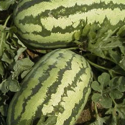 Watermelon Garden Seeds - Jubilee - 3 g Packet ~40 Seeds - Non-GMO, Heirloom Vegetable Gardening Fruit Melon Seeds