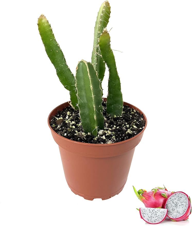 Dragon Fruit Tree - 5 Live Plants in 4 Inch Pots - Hylocereous Undatus - Edible Tropical Fruit Plant from Florida
