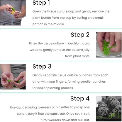 Ultum Nature Systems Live Tissue Culture - Anubias Minima Dragon Claw (Anubias Minima) - Easy - Low to Medium Light - Green Accent - Midground - 100% Snail Free Grown in-Vitro