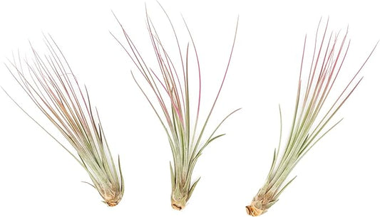 Fuchsia Colorful Tillandsia Air Plants - Long Lasting Color Enhanced Live Tillandsia Succulent House Plants - Home and Garden Decor - Easy Care Indoor/Outdoor Plants (Juncea, Single)