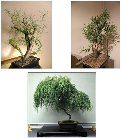Ultimate Willow Bonsai Bundle - 9 Types of Exotic Willow to Grow as Bonsai