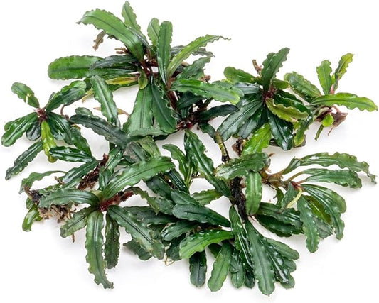 SubstrateSource Bucephalandra Catherinae Green Live Aquarium Plant - Natural Freshwater Fish Tank Decorations, Aquatic Décor - Small Clump (3-5 Plants)