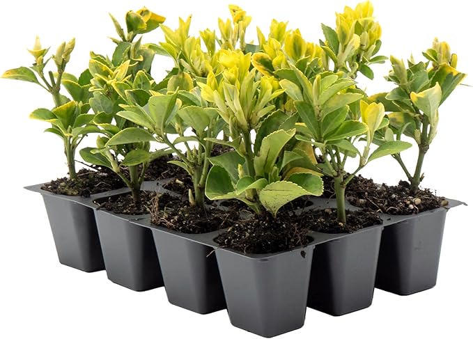 12 Golden Euonymus Shrubs | Live Plants in 2.5-inch Nursery Cubes | Japonica ‘Aureo-Marginatus’ Variety | Easy-Care Evergreen | Variegated Yellow-Green Foliage | Hedges & Shrubs for Home & Garden