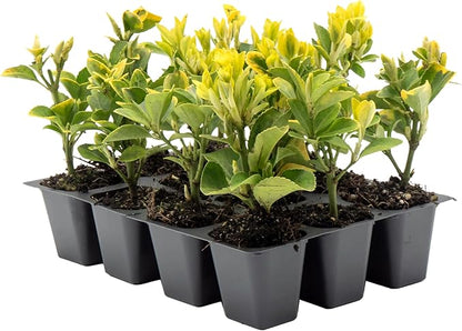 12 Golden Euonymus Shrubs | Live Plants in 2.5-inch Nursery Cubes | Japonica ‘Aureo-Marginatus’ Variety | Easy-Care Evergreen | Variegated Yellow-Green Foliage | Hedges & Shrubs for Home & Garden