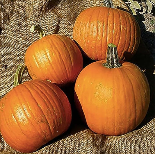 Spookie Pumpkin Seeds - Heirloom