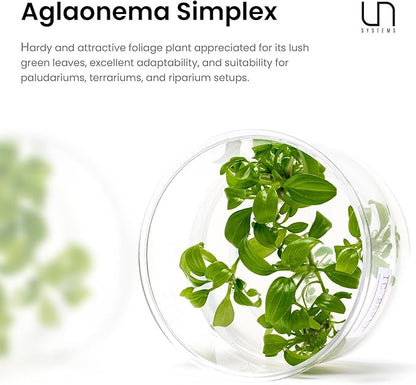 Ultum Nature Systems Live Tissue Culture - Malayan Sword (Aglaonema simplex) - Easy Care - Medium Light - Deep Green Accent - Midground - 100% Snail Free Grown in-Vitro