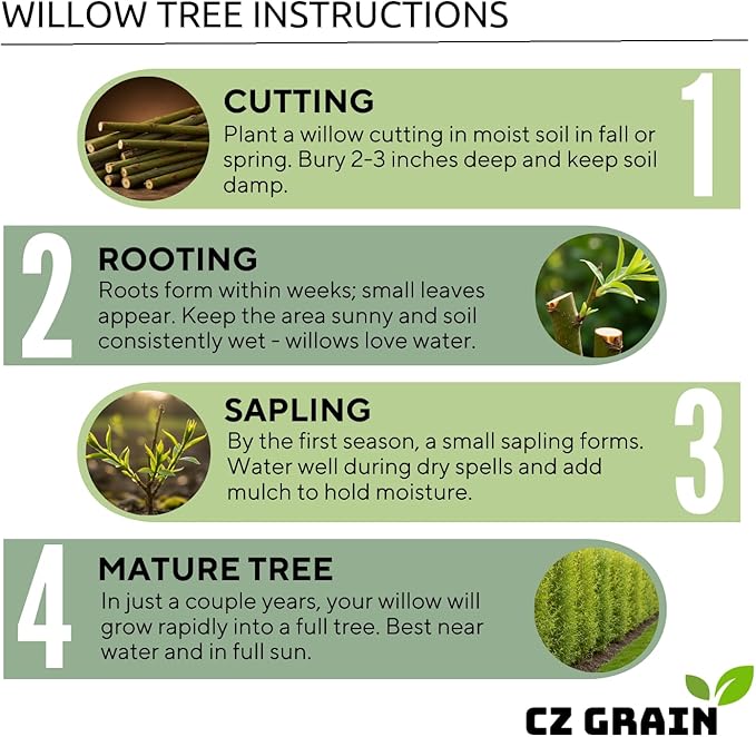 100 Hybrid Willow Trees - Fast Privacy Trees or Shade - Space 1-2 Feet Apart - Austree Willow Grow 6-10 Feet Per Year - Privacy Hedge