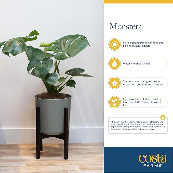 Costa Farms Little Monstera Plant, Easy to Grow Houseplant, Live Indoor Plant Potted in Cute Garden Plant Pot, Potting Soil, Housewarming Gift, Home, Office, and Tropical Room Decor, 12-Inches Tall