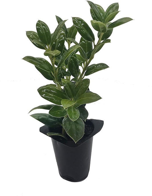 Burfordi Holly | 40 Live Plants | Ilex Cornuta | Fast Growing Evergreen Shrubs, Privacy Hedge Plants, Dark Green Foliage, Low Maintenance Landscaping, Ideal for Hedges and Borders