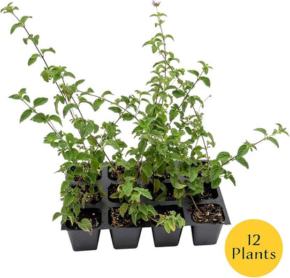 12 Lavender Lantana in 2.5” Nursery Cubes (Lantana montevidensis) | Evergreen Shrub for Hanging Baskets, Containers & Sunny Landscapes | Ready-to-Plant Live Starter Plants