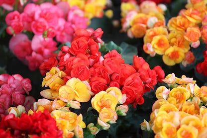 Grow Indoor Begonia Flowers - 3 Healthy Bulbs to Grow Indoors