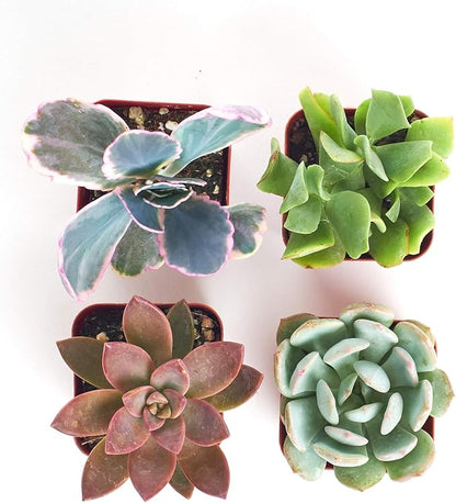 Shop Succulents Pastel Succulent Plant Pack Collection - Live Mini Succulent Plants, Low Maintenance, Bright & Serene Colors & Textures - Wedding and Party Favors, Gift & Garden, Pack of 4