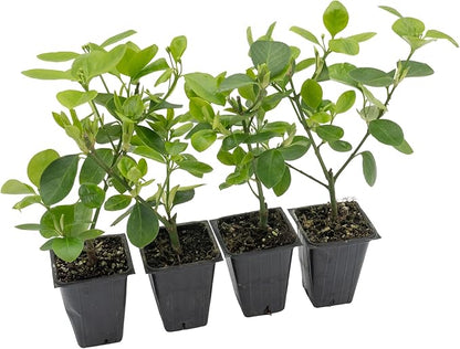 4 Manhattan Euonymus, Live Plants (Euonymus Kiautschovicus ‘Manhattan’) – Evergreen Shrub for Hedges, Thriving in 2.5” Nursery Cubes