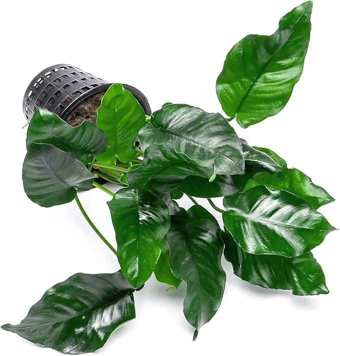 SubstrateSource Anubias Live Aquarium Plants - Potted Freshwater Plant for Fish Tanks, Terrariums - Beginner Friendly Low Light (Nana, Mother Plant)