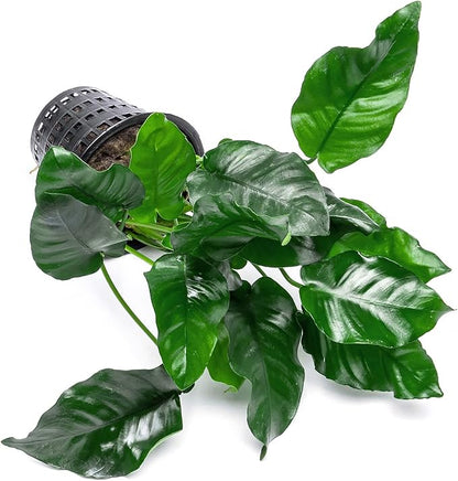 SubstrateSource Anubias Live Aquarium Plants - Potted Freshwater Plant for Fish Tanks, Terrariums - Beginner Friendly Low Light (Nana, Mother Plant)