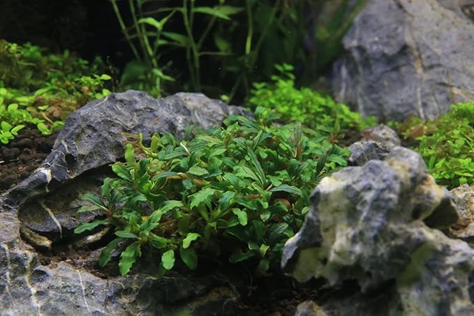 SubstrateSource Bucephalandra Catherinae Mini Live Aquarium Plant - Natural Freshwater Fish Tank Decorations, Aquatic Decor (Plant (10-15 Leaves))