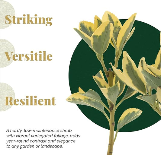 3 Silver King Euonymus, Live Plants – Euonymus Japonica – Hardy Variegated Evergreen Shrub in 2.5” Nursery Cubes – Low-Maintenance & Highly Adaptable for Landscaping