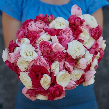 Eden Brothers Ranunculus Bulbs - Homecoming Mix