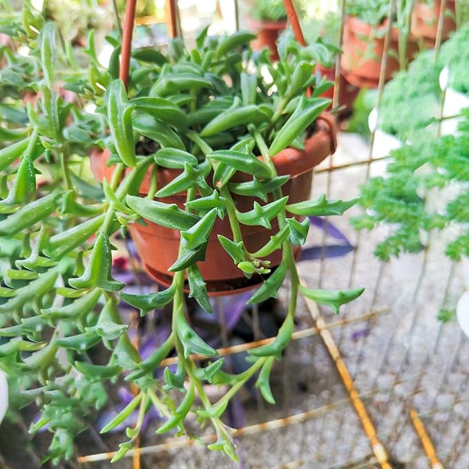Sprout N Green Live Mini Succulent Plant, 2in String of Dolphins, 1 Pack Rare Succulent Fully Rooted in Pot, Real House Plant for Home Office Wedding Decoration DIY Projects Party Favor