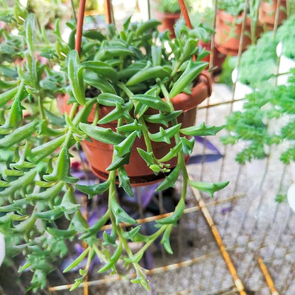 Sprout N Green Live Mini Succulent Plant, 2in String of Dolphins, 1 Pack Rare Succulent Fully Rooted in Pot, Real House Plant for Home Office Wedding Decoration DIY Projects Party Favor