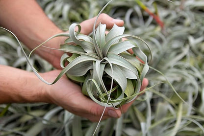 3 Pack Large Xerographica Air Plants 5 to 7 Inch Wide-Air Plants Live Tillandsia Succulent House Plants Holders-Available in Wholesale and Bulk-Home and Garden Decor-Easy Care Indoor Outdoor(