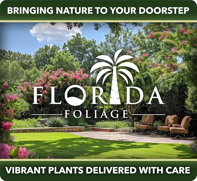 Sea Green Juniper - 3 Live Gallon Size Plants - Juniperus Chinensis - Drought Tolerant Cold Hardy Evergreen Border Screening Shrub