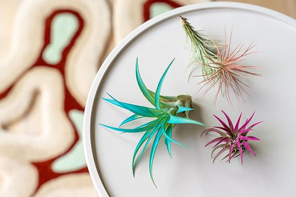 Coral Colorful Tillandsia Air Plants - Long Lasting Color Enhanced Live Tillandsia Succulent House Plants - Home and Garden Decor - Easy Care Indoor/Outdoor Plants (Mini Xerographica, Single)