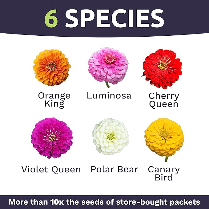 Bulk Zinnia Seeds - California Giants Mix - 1 Pound Bag Over 48,000 Flower Seeds - Mixed Colors and Large Blooms