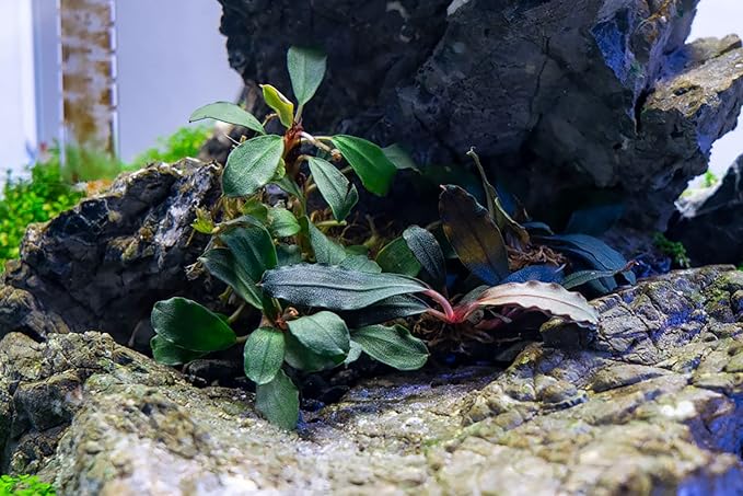 SubstrateSource Bucephalandra Brownie Blue Live Aquarium Plant - Natural Freshwater Fish Tank Decorations and Aquatic Decor (Plant (10-15 Leaves))