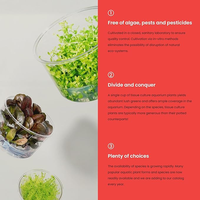 Ultum Nature Systems Glossostigma Elatinoides Tissue Culture Live Plant for Aquarium, Aquascape, Freshwater Fish Tanks - 100% Snail Free in Vitro