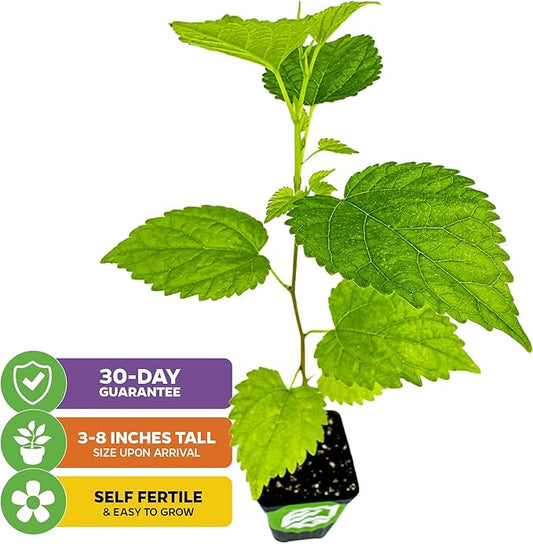 Dwarf Everbearing Black Mulberry Tree Live Plant – Morus nigra – Wellspring Gardens - Premium Fruit Tree for Indoor & Outdoor Planting – Ideal for Gardens, Patio, Landscaping, Bush & Berry Companion