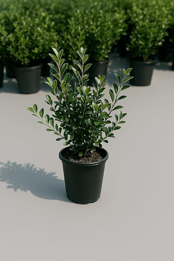 Kleim's Hardy Gardenia, Evergreen Shrub, White Fragrant Flowers, 1 Gallon Live Plant