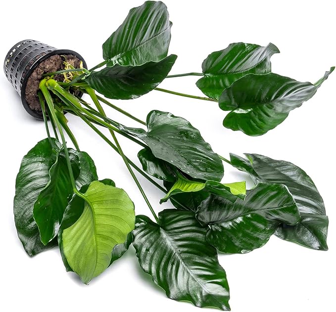 SubstrateSource Anubias Live Aquarium Plants - Potted Freshwater Plant for Fish Tanks, Terrariums - Beginner Friendly Low Light (Barteri Broad Leaf, Mother Plant)